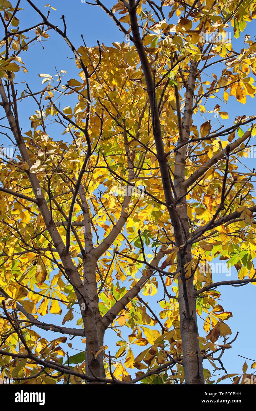 Albero di castagno in autunno Foto Stock