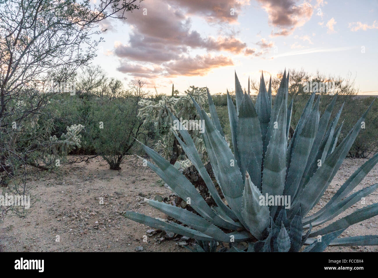 Di sera presto vista minimamente curato di vegetazione nel deserto fuori percorso in sviluppo pianificato per oltre 55 pensionati Valle Verde Arizona Foto Stock