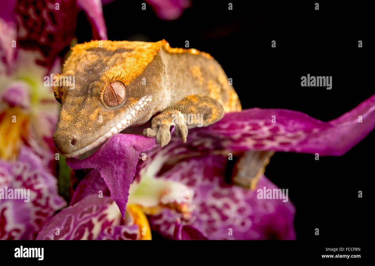 Geco Arrampicata su orchidea viola Foto Stock