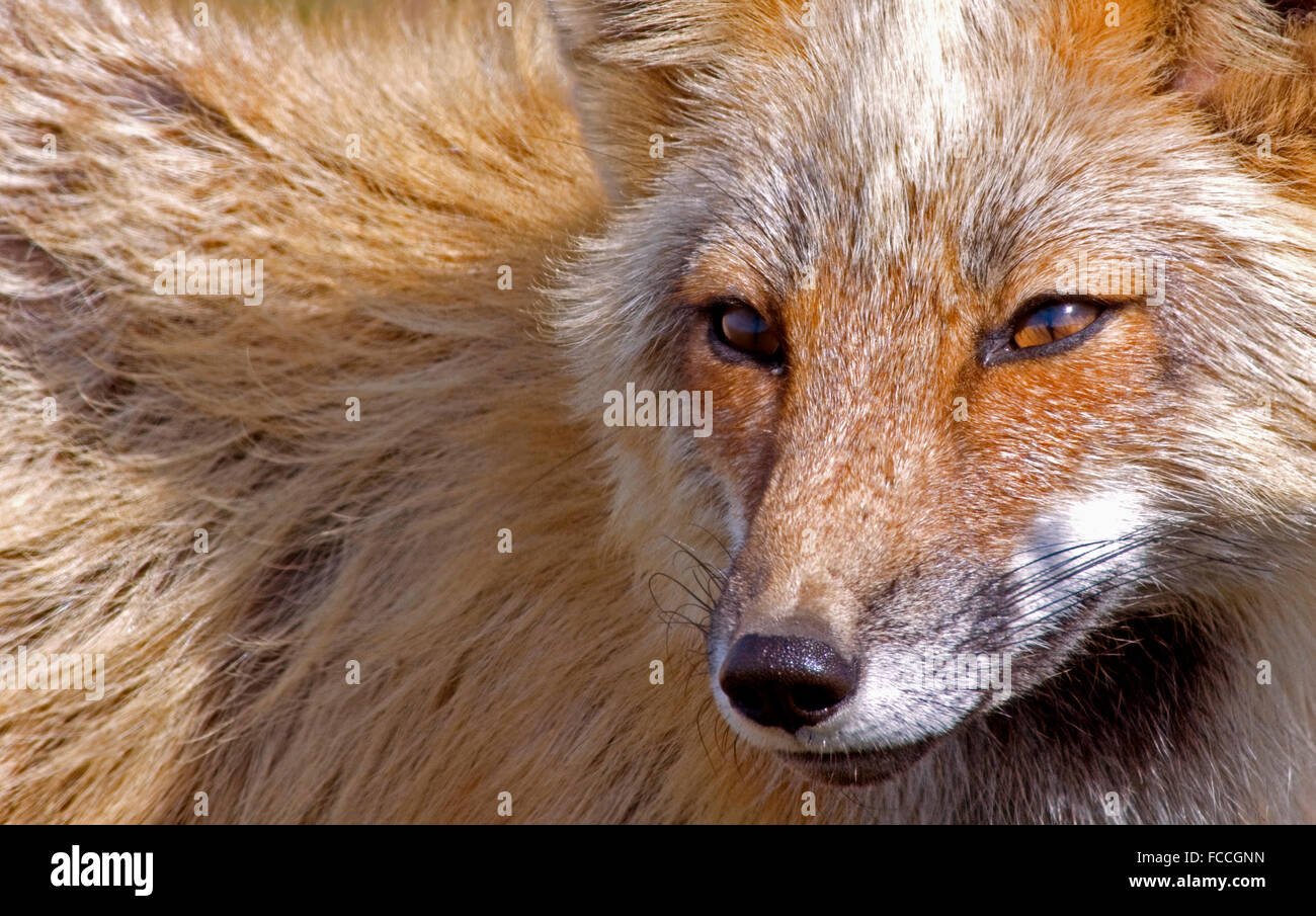 Alert Fox Profilo laterale Foto Stock