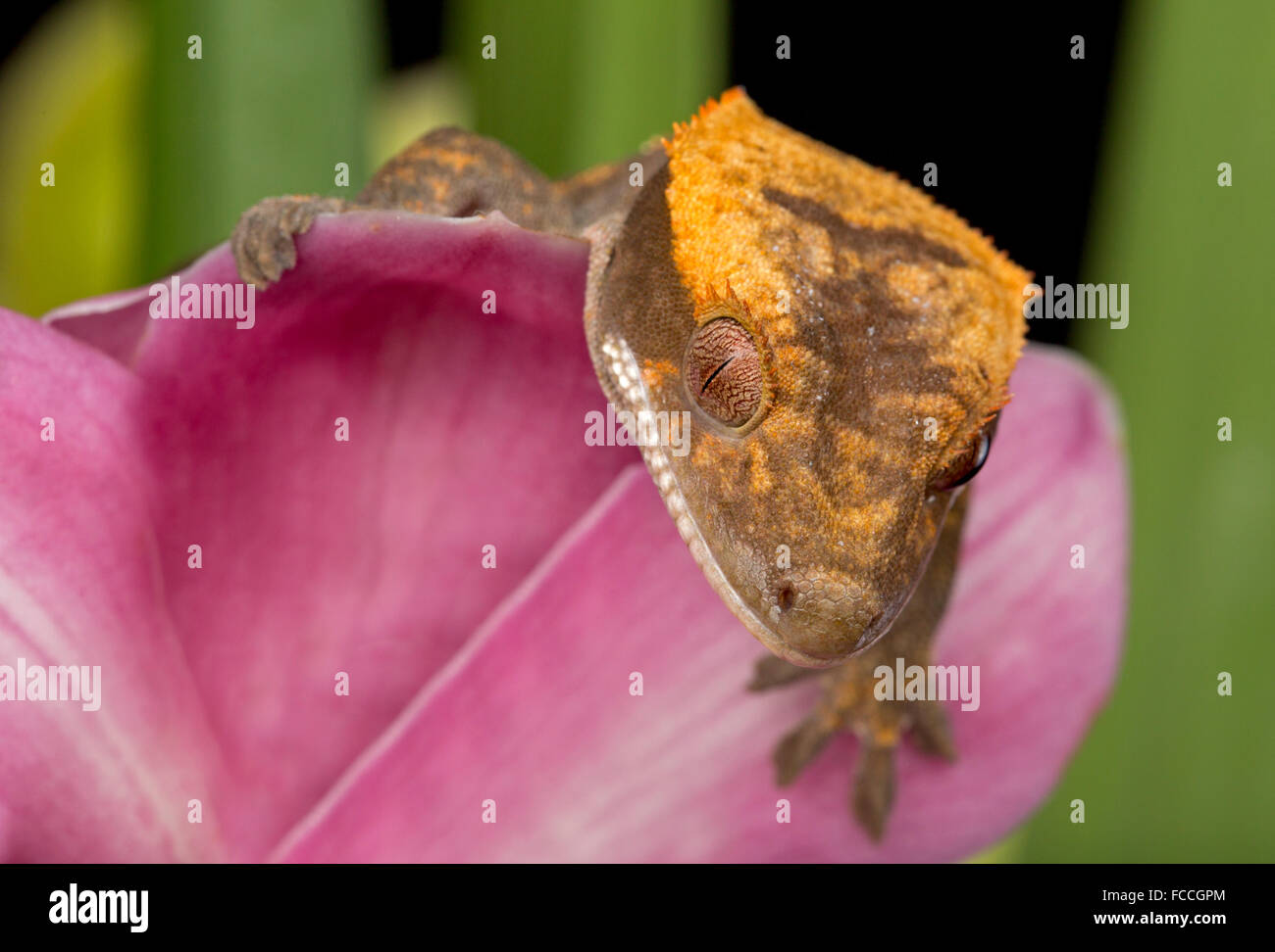 Geco Peeking oltre i fiori Foto Stock