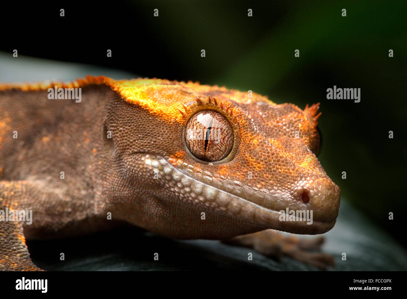 Gecko faccia colpo Foto Stock