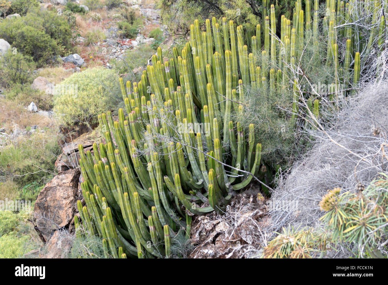 Isola delle Canarie (Euforbia Euphorbia canariensis) Foto Stock