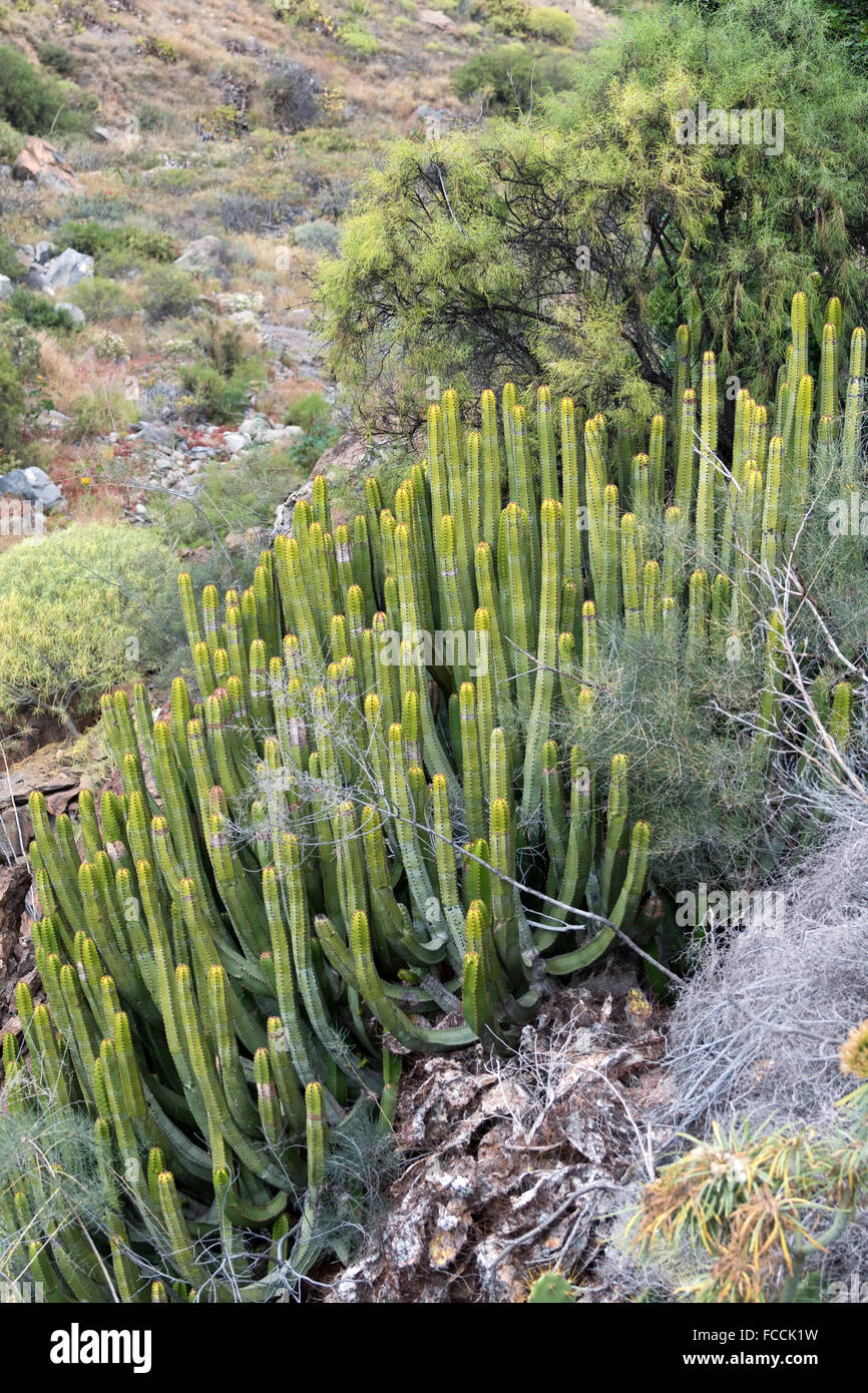 Isola delle Canarie (Euforbia Euphorbia canariensis) Foto Stock