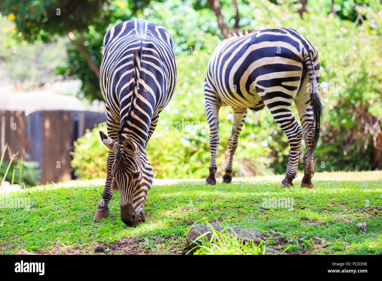 Due zebre pascolano su erba verde presso lo Zoo di Honolulu Zoo in Oahu Hawaii. Foto Stock
