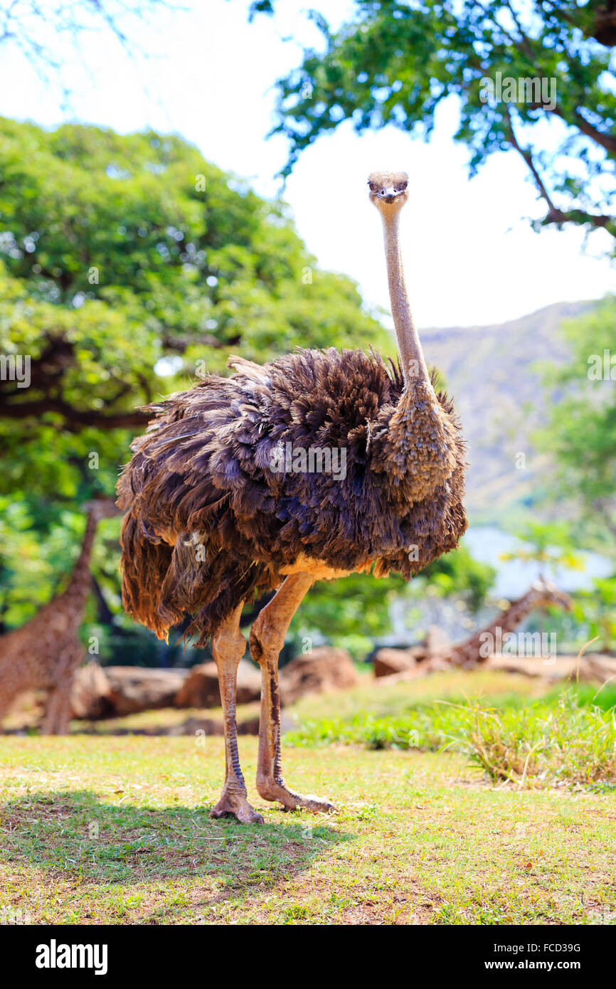 (Struzzo o emu) presso lo Zoo di Honolulu Zoo guardando verso la telecamera in Oahu Hawaii. Foto Stock