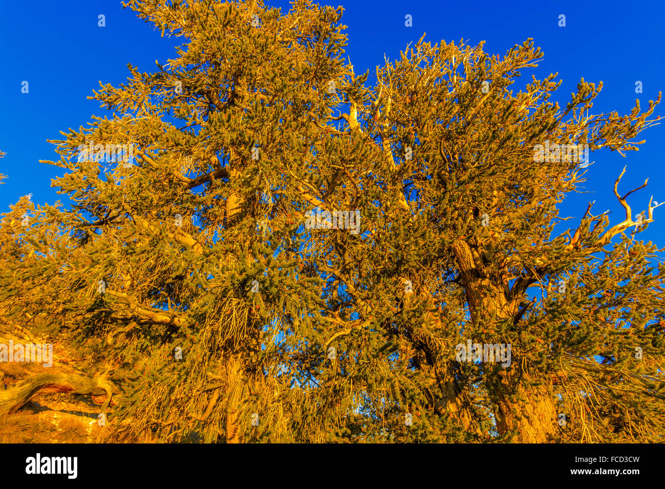 Bristlecone Pine in theSierra Area Nevada, California Foto Stock
