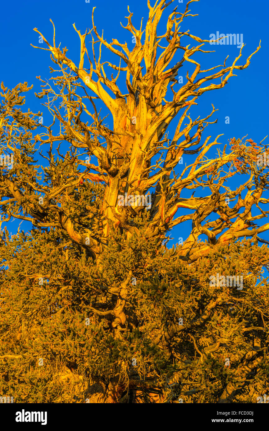 Bristlecone Pine in theSierra Area Nevada, California Foto Stock