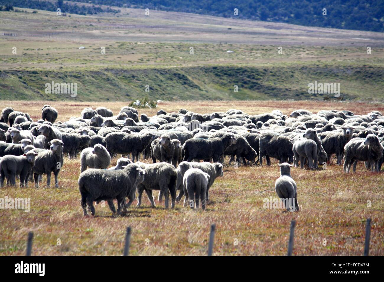 Gregge di pecore in un ovile in campagna Foto Stock