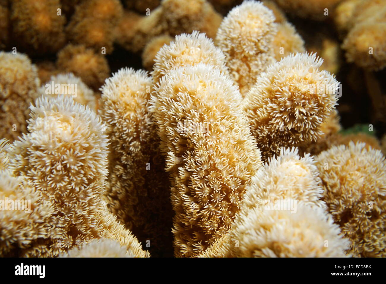 La vita subacquea, close up di corallo cunetta o un dito di corallo, Porites porites, Mar dei Caraibi Foto Stock