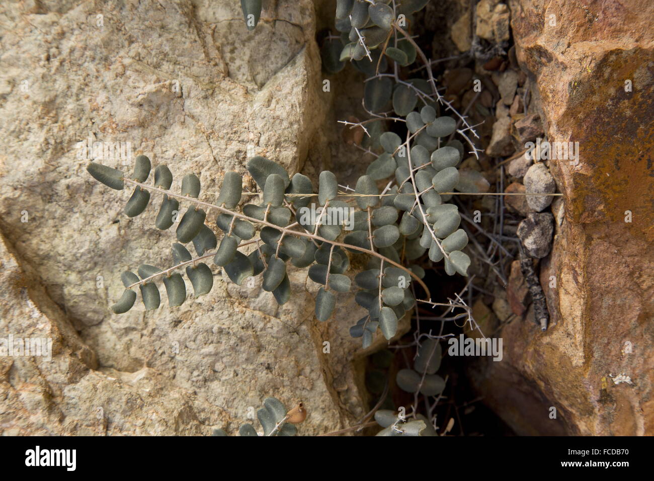 Piccole foglie falso pretesto felce, Argyrochosma microphylla, su roccia, Big Bend, Texas. Foto Stock