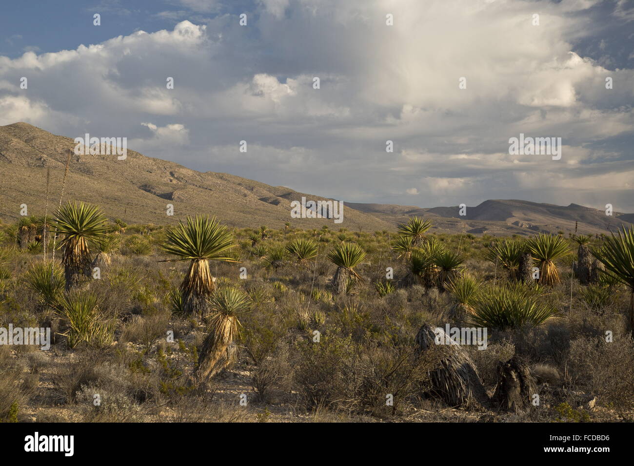 Lo spagnolo pugnale o Torrey Yucca, Yucca faxoniana, sul pugnale appartamenti, parco nazionale di Big Bend, Texas Foto Stock