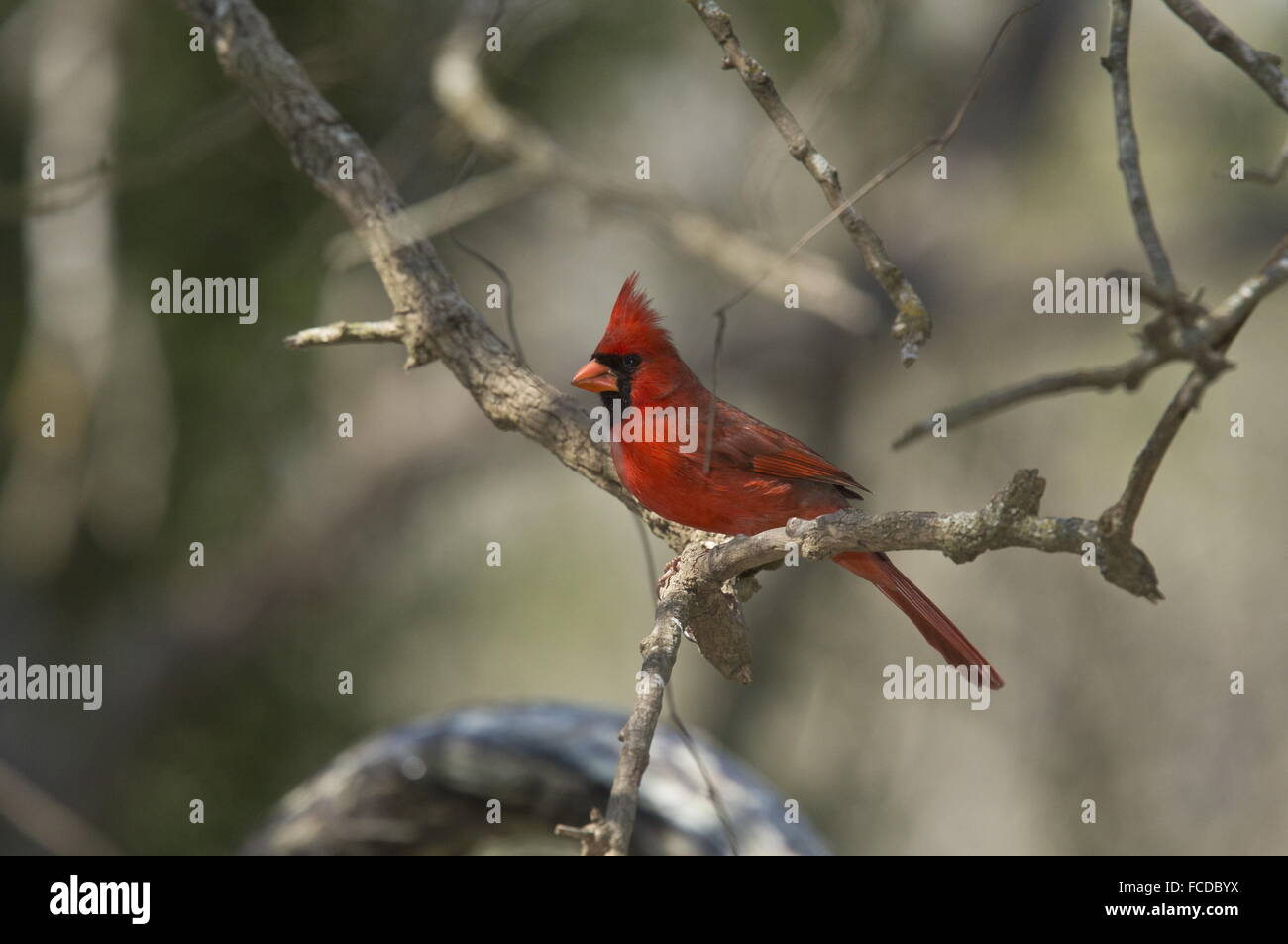 Maschio Cardinale settentrionale, Cardinalis cardinalis appollaiato sul ramo. Texas. Foto Stock