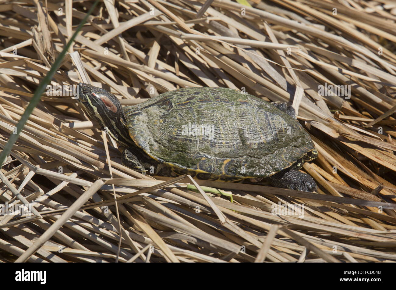 Rosso-eared slider Trachemys scripta elegans, basking dal lago, Texas. Foto Stock