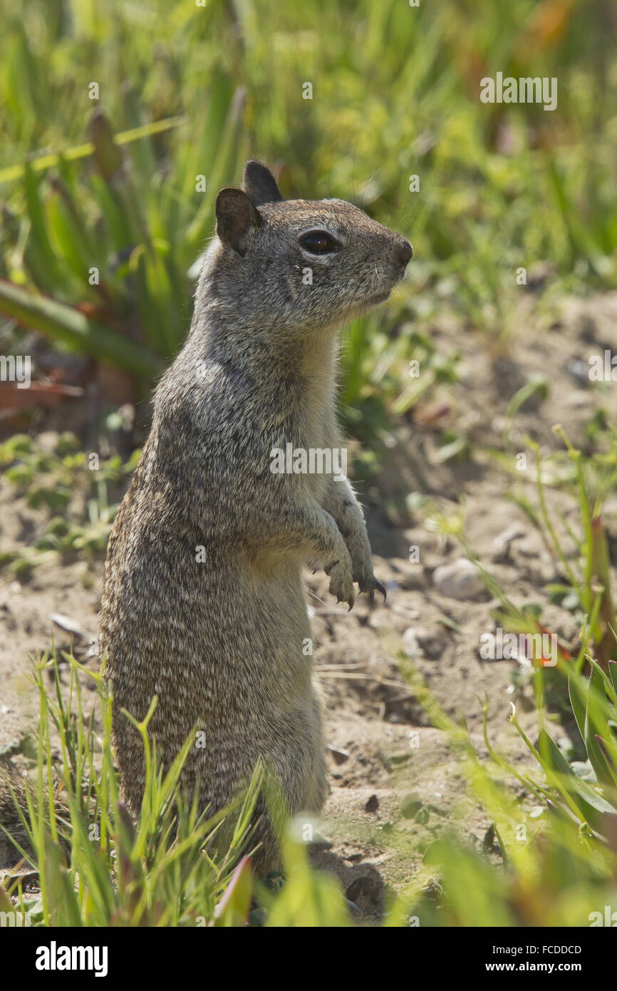 California scoiattolo di terra, Otospermophilus beecheyi alzarsi in saltmarsh, California. Foto Stock