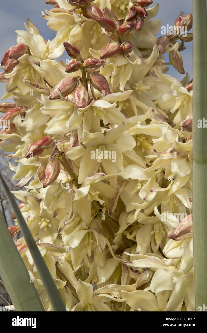 Pugnale spagnolo, Yucca faxoniana, nella forma precedentemente noto come Torrey di yucca; Parco nazionale di Big Bend, Texas. Foto Stock