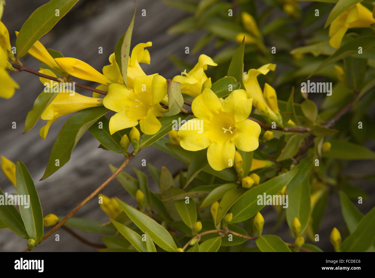 Carolina jessamine, Gelsemium sempervirens, in fiore in primavera; Texas. Foto Stock