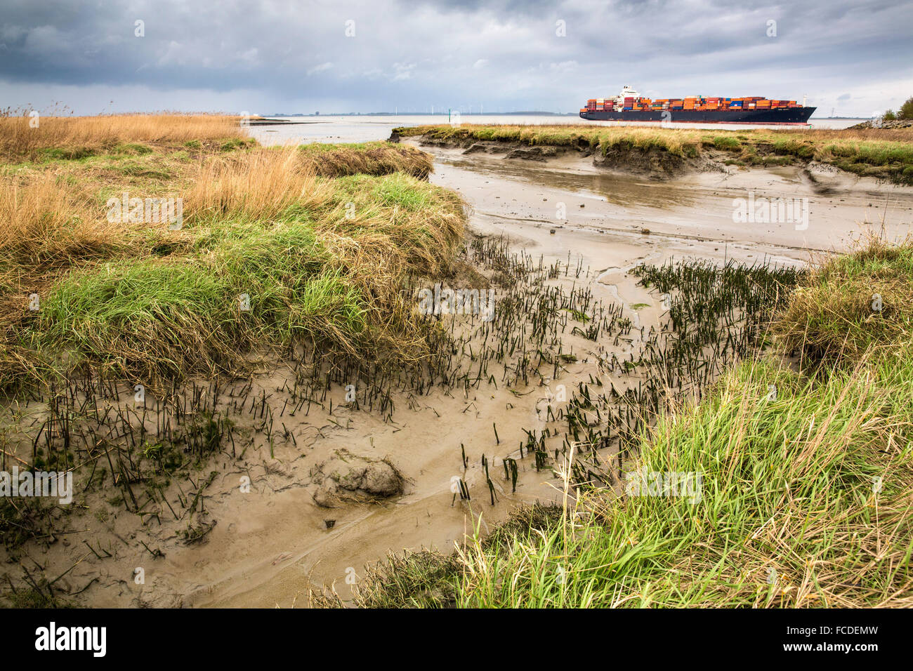 Paesi Bassi, Nieuw Namen, fiume Westerschelde. Terreno paludoso di marea, riserva naturale Verdronken Land van Saeftinghe Foto Stock