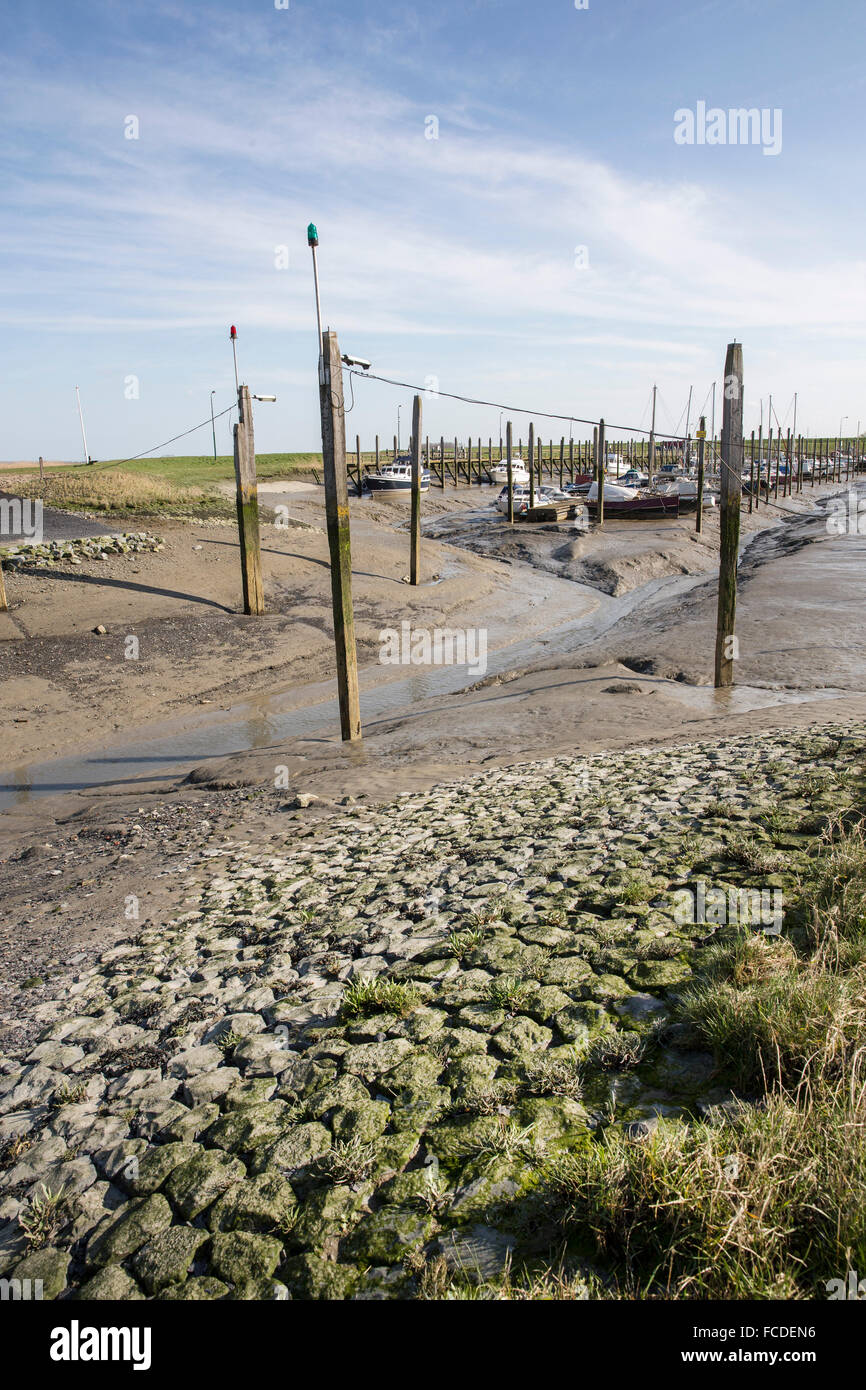Paesi Bassi, Paal, fiume Westerschelde. Terreno paludoso di marea. Marina a bassa marea Foto Stock