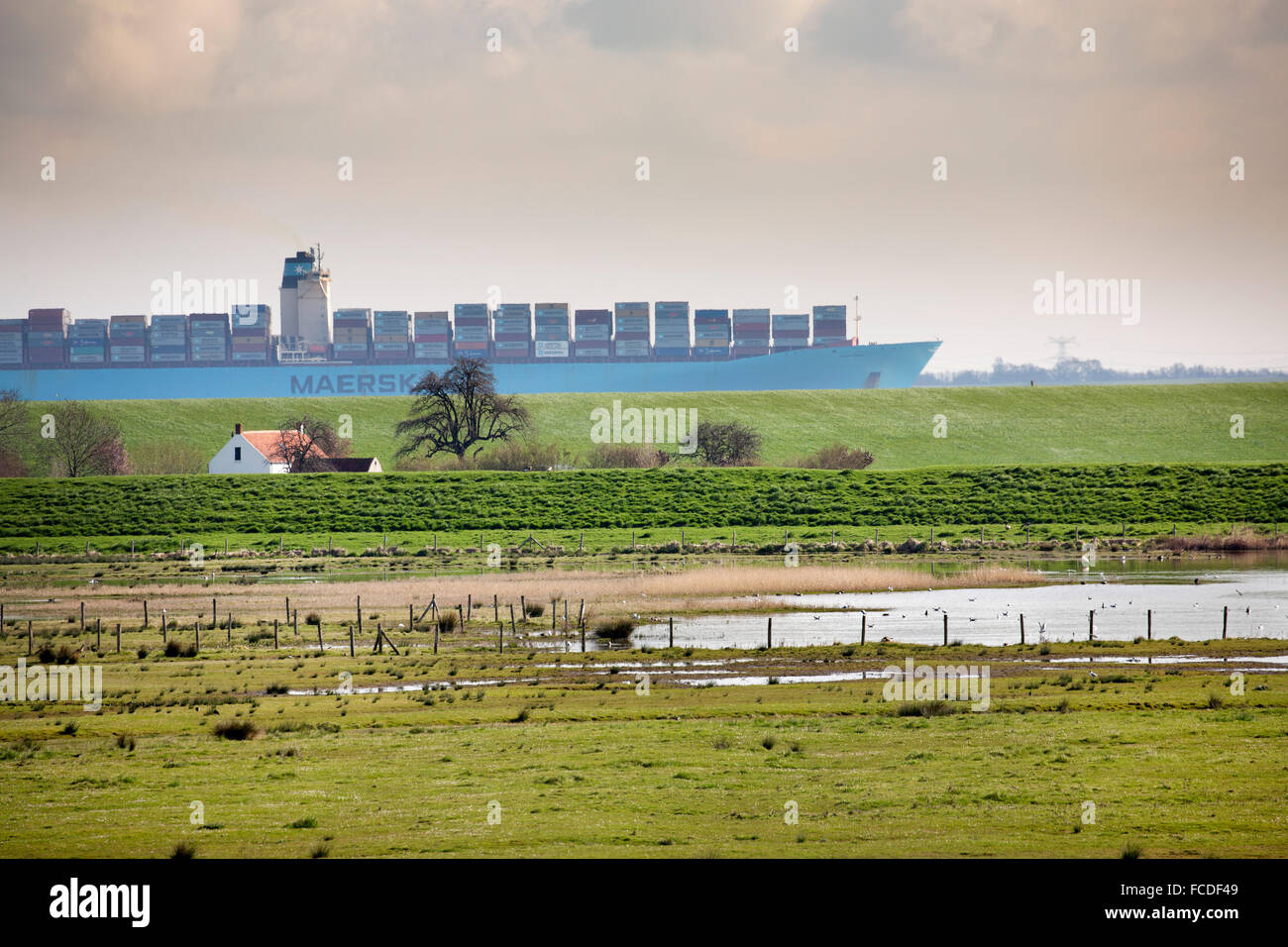 Paesi Bassi, Ossenisse, fiume Westerschelde. Nave Container Foto Stock