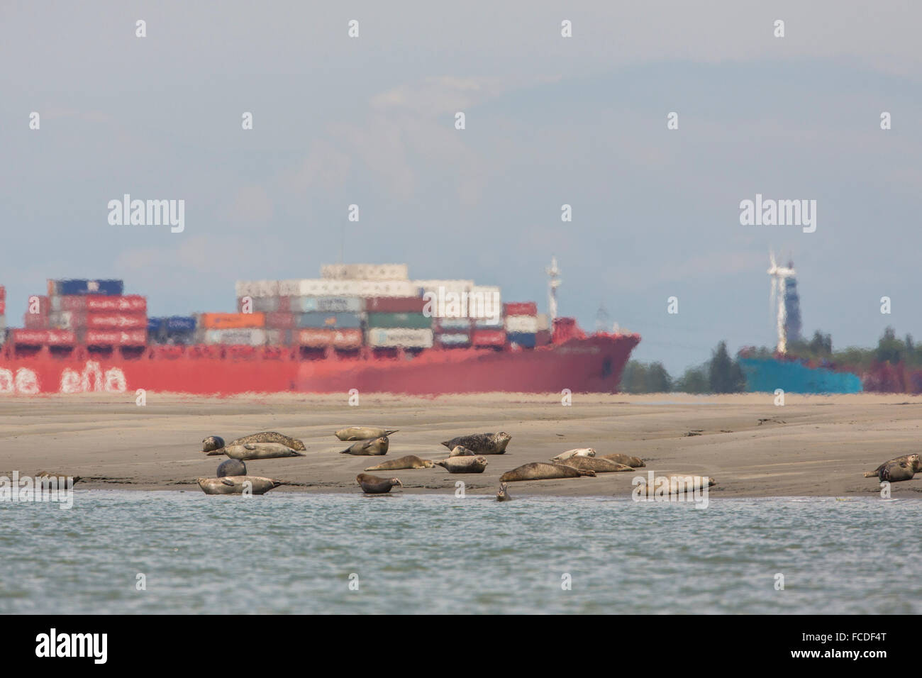Paesi Bassi, Breskens, Cargo, nave portacontainer nel fiume Westerschelde. Città di Vlissingen. Le guarnizioni in primo piano sulla sabbiosa velme Foto Stock