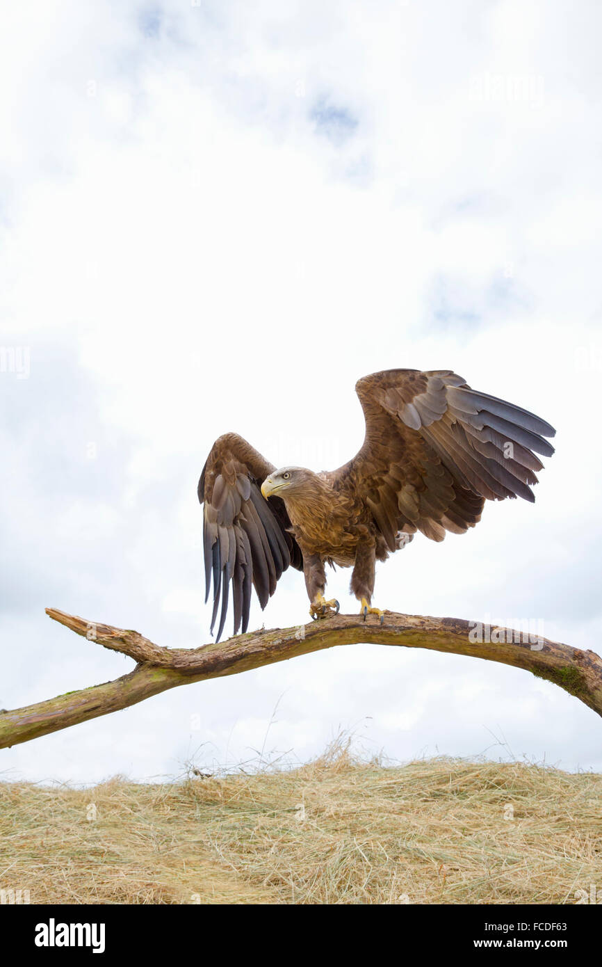 Paesi Bassi, Nieuw Namen, riserva naturale chiamato Verdronken Land van Saeftinghe. Terreno paludoso di marea. White-tailed eagle. Addestrato Foto Stock