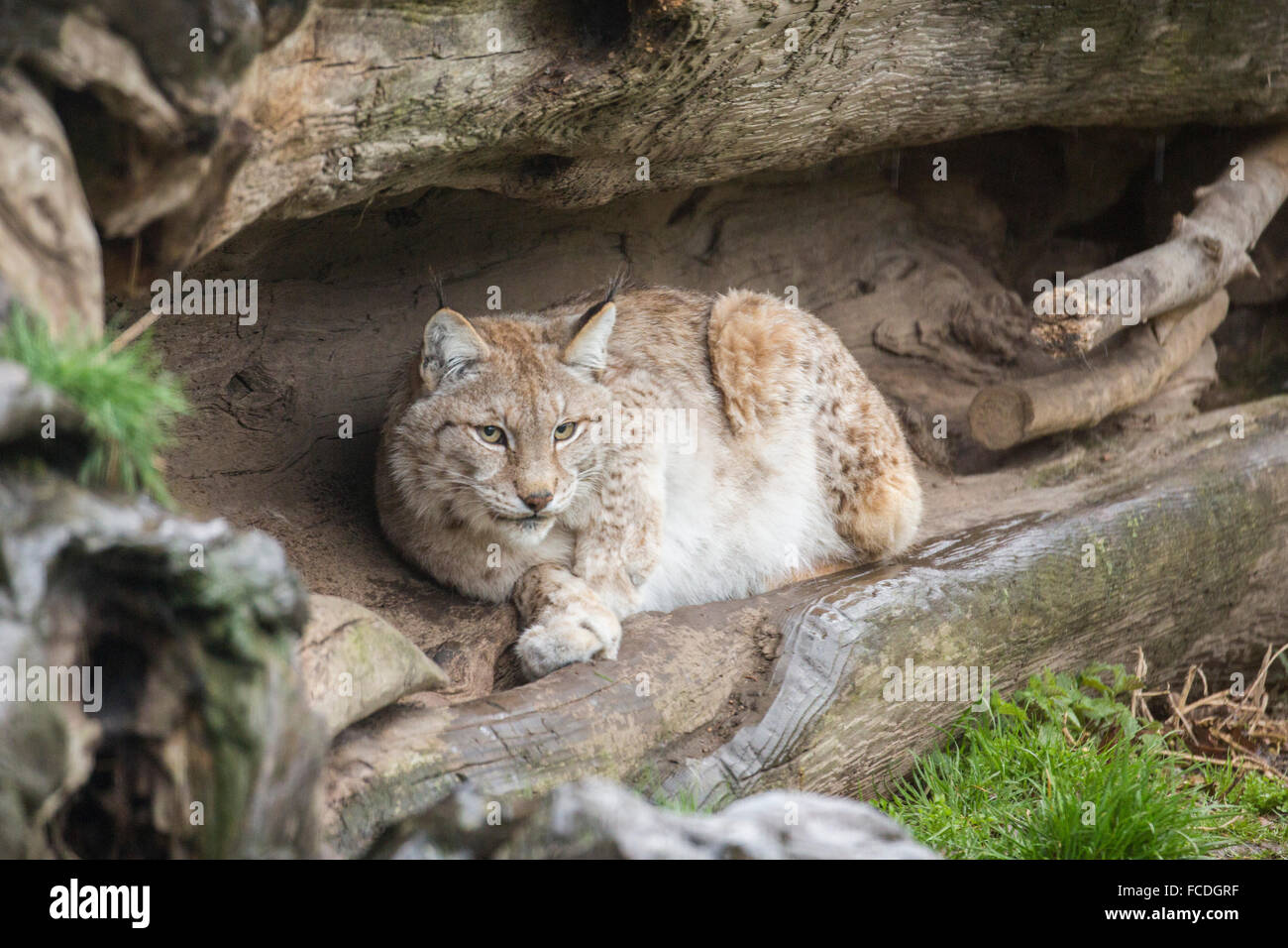 Paesi Bassi, Kerkrade, Gaia Zoo. Lynx Foto Stock