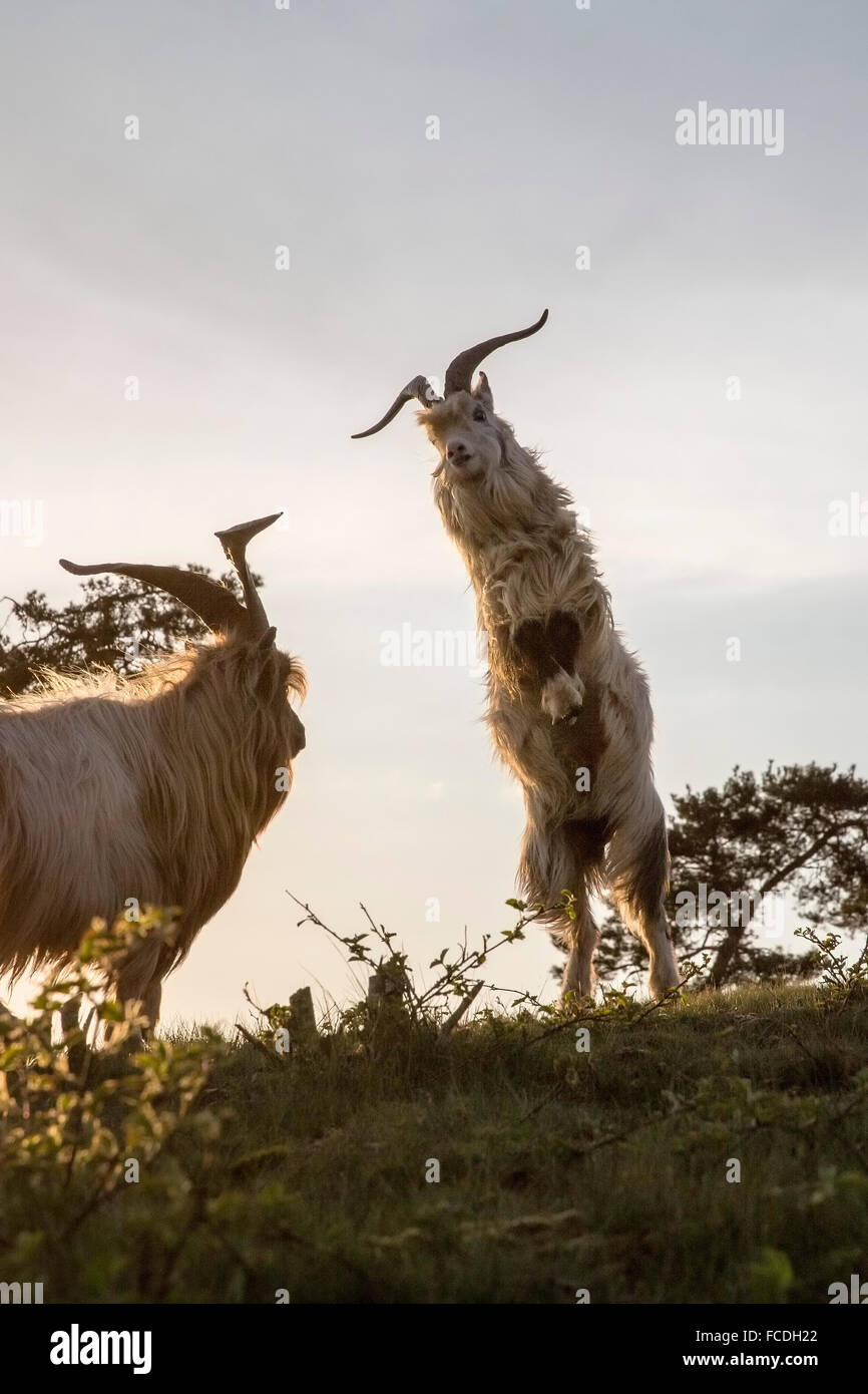 Paesi Bassi, Afferden, vicino a Bergen, riserva naturale chiamato Maasduinen. Caprini combattimenti Foto Stock