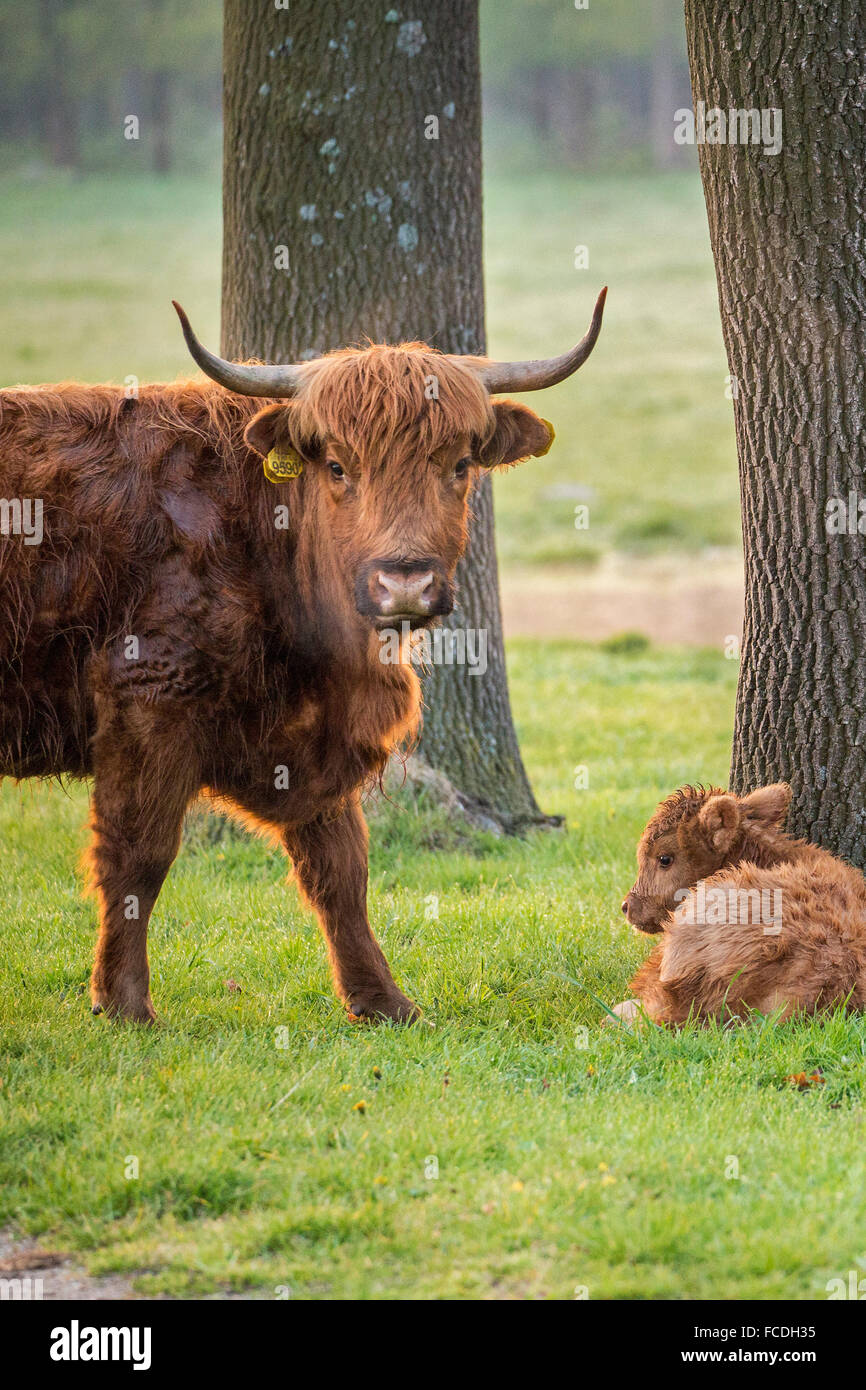 Paesi Bassi, Schinveld, riserva naturale Roode Beek. Highland scozzesi bovini Foto Stock