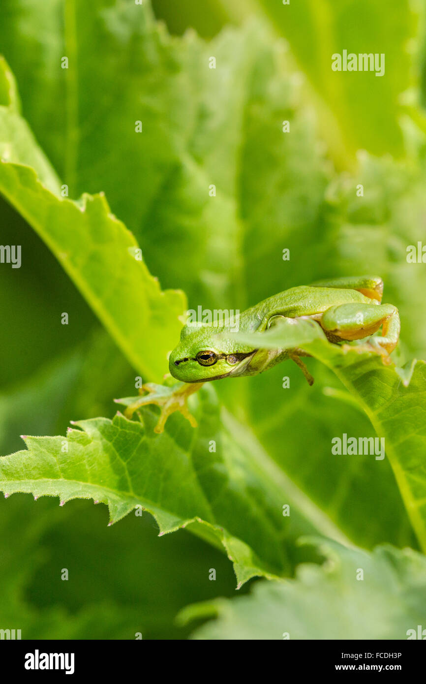 Paesi Bassi, Susteren vicino a Echt. Riserva naturale De Doort. Raganella (Hyla arborea precedentemente Rana arborea) Foto Stock