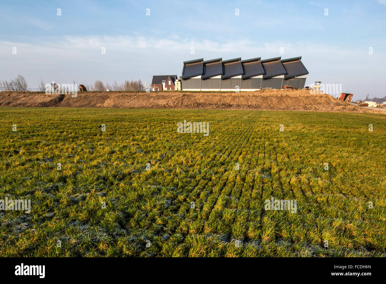Paesi Bassi, Waspik vicino a Waalwijk. Isola e polder chiamato Overdiepse polder, parte della camera per il River Project. Azienda agricola Foto Stock