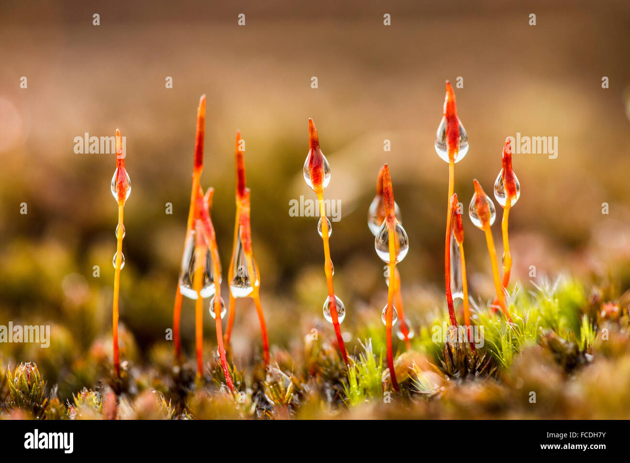 Paesi Bassi, Drunen, parco nazionale De Loonse en Drunense Duinen. Close-up (Polytrichum piliferum), setole capelli cap Foto Stock