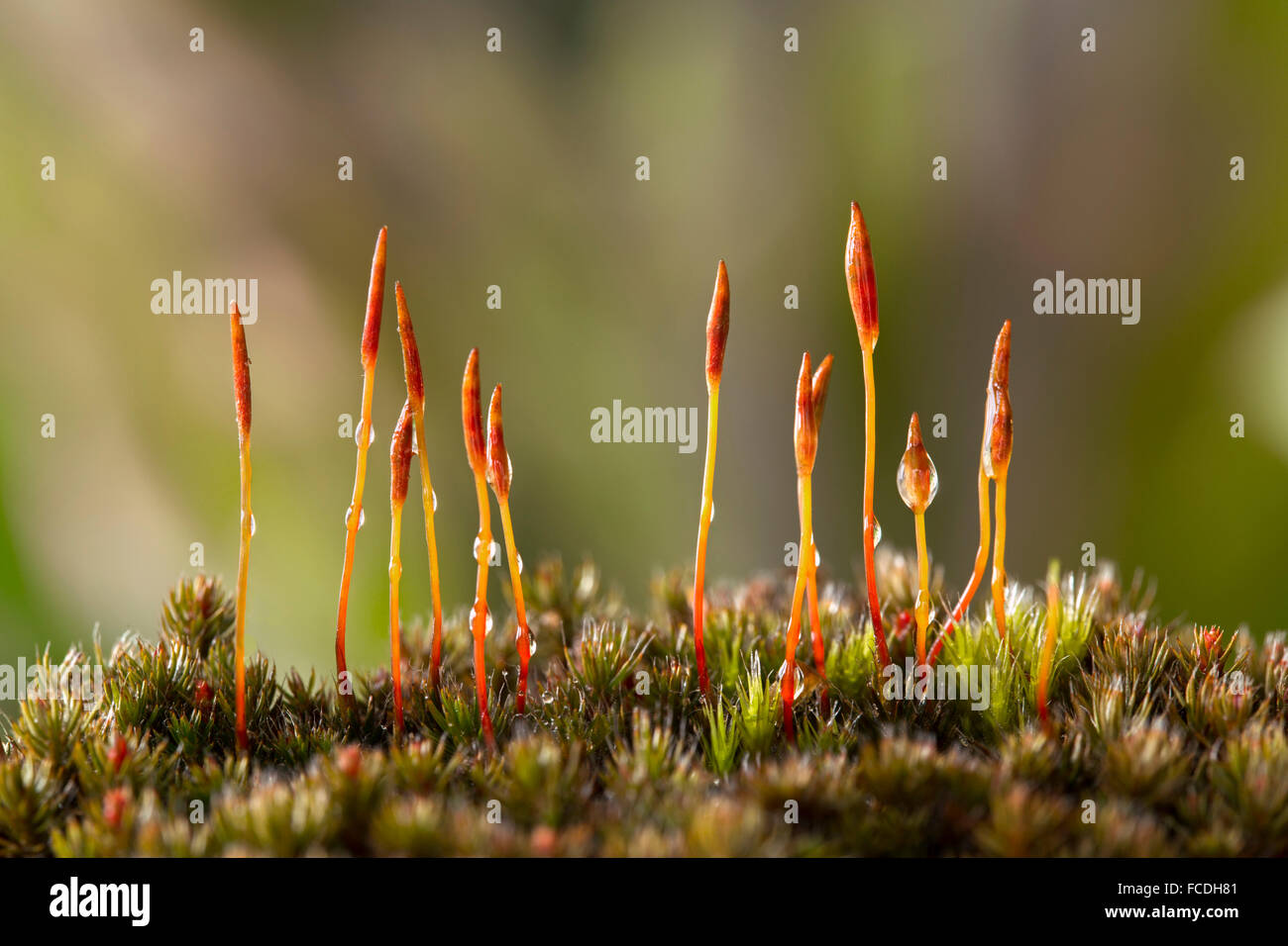 Paesi Bassi, Drunen, parco nazionale De Loonse en Drunense Duinen. Close-up (Polytrichum piliferum), setole capelli cap Foto Stock