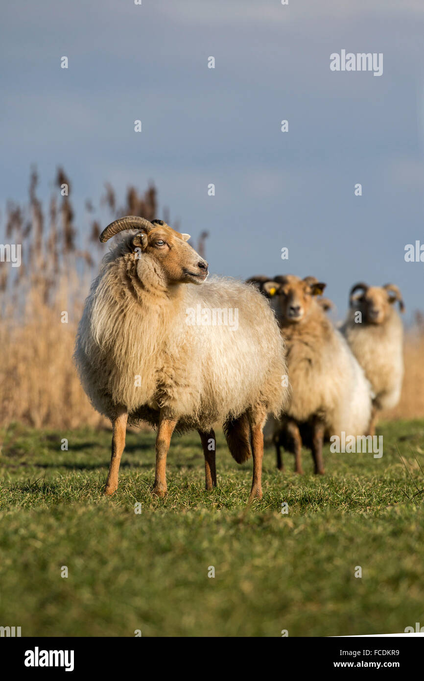 Paesi Bassi, Nieuwkoop, riserva naturale Ruygeborg, pecore chiamato Drentse heideschapen. Foto Stock