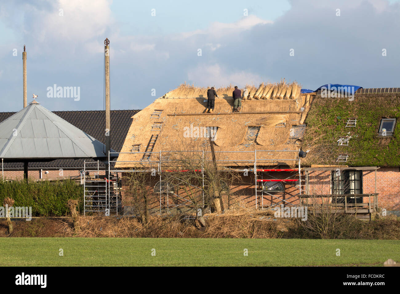 Paesi Bassi, Nieuwkoop, rinnovando reed tetto coperto Foto Stock