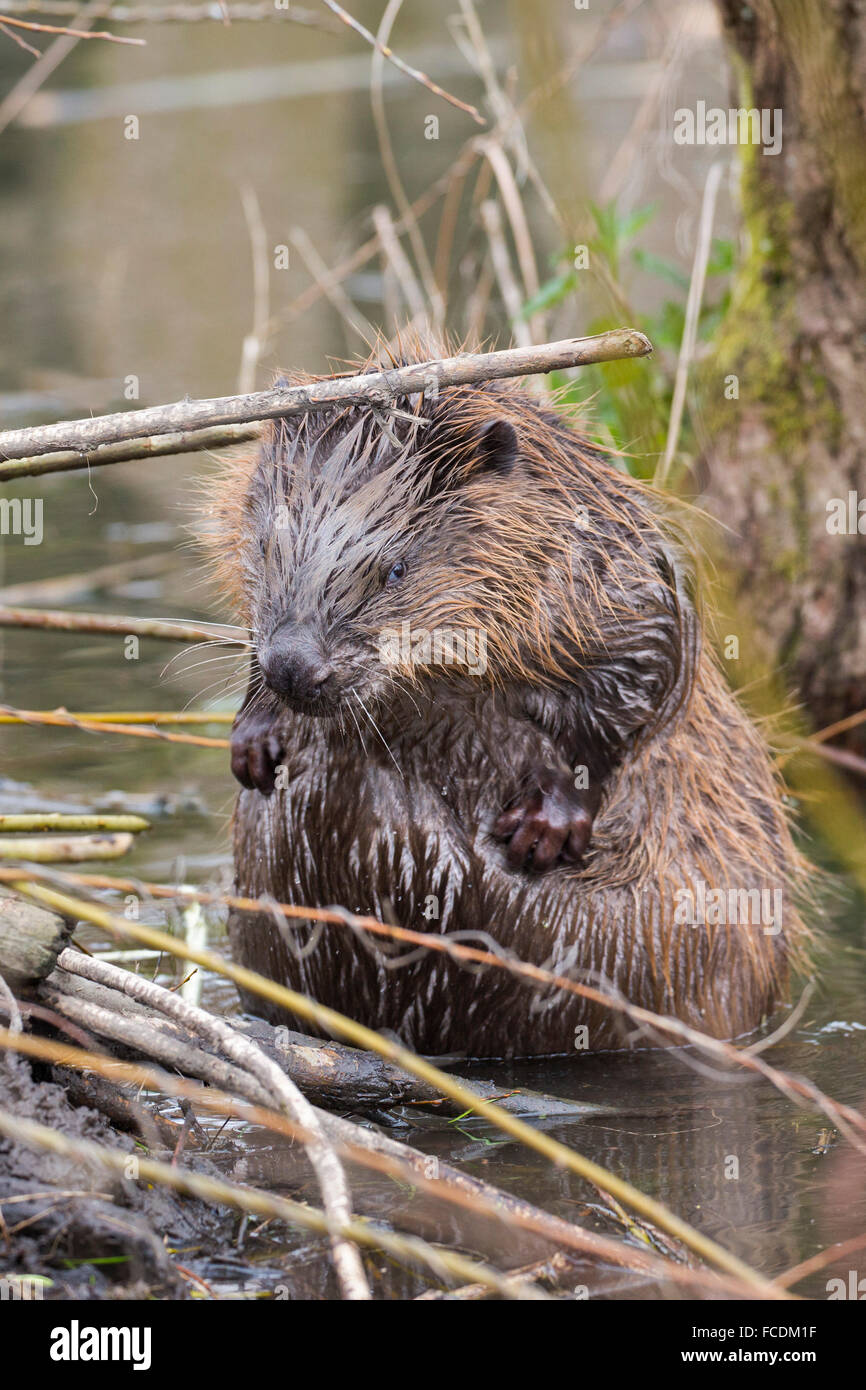 Paesi Bassi, Rhoon, Riserva Naturale Rhoonse Grienden. Una palude con gli alberi di salice. Castoro europeo di lavaggio su beaver lodge Foto Stock