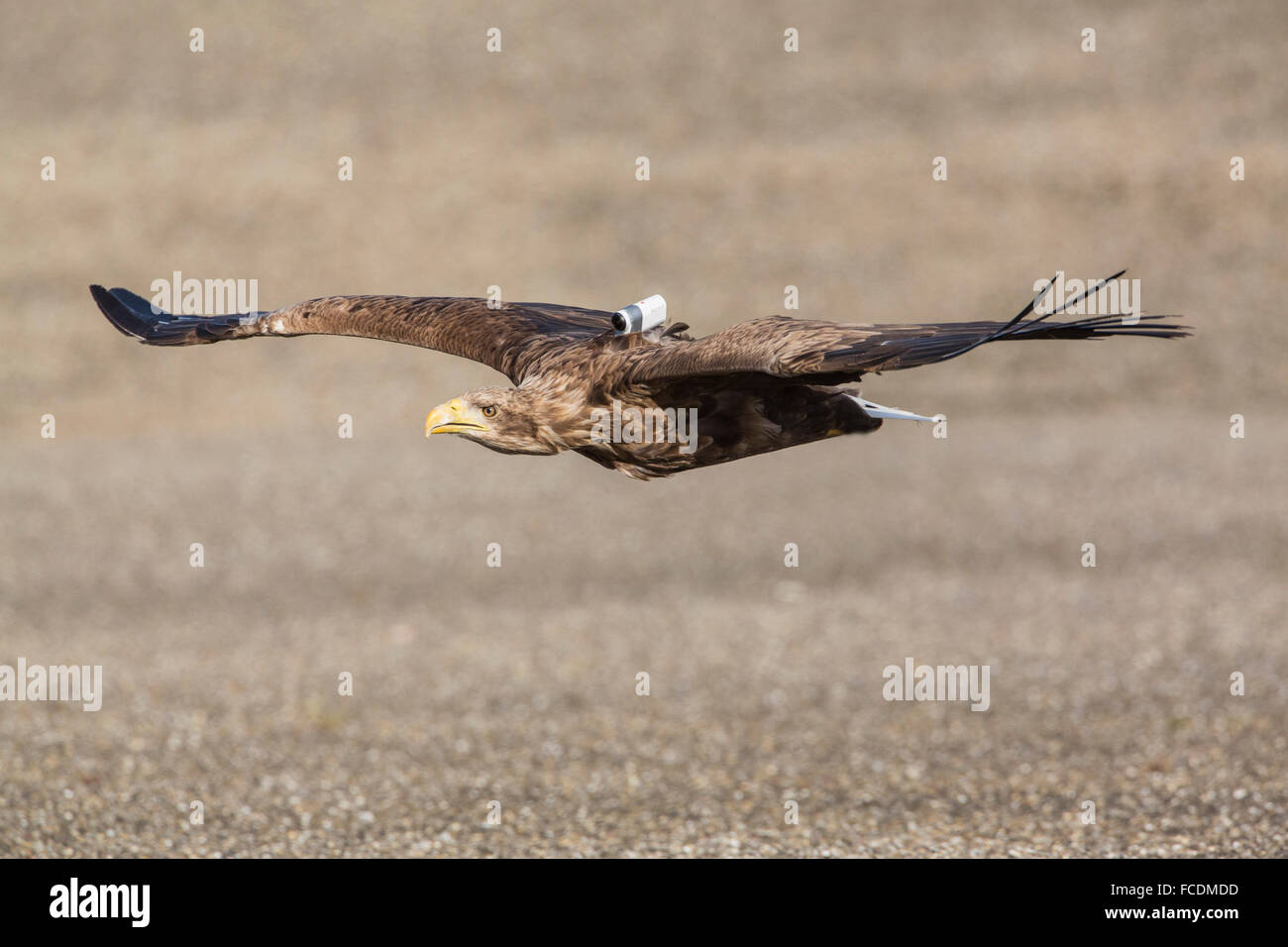 Paesi Bassi, Stellendam, Haringvlietdam, parte di Deltaworks. White-tailed eagle battenti. Cattività. Eagle con la fotocamera Foto Stock