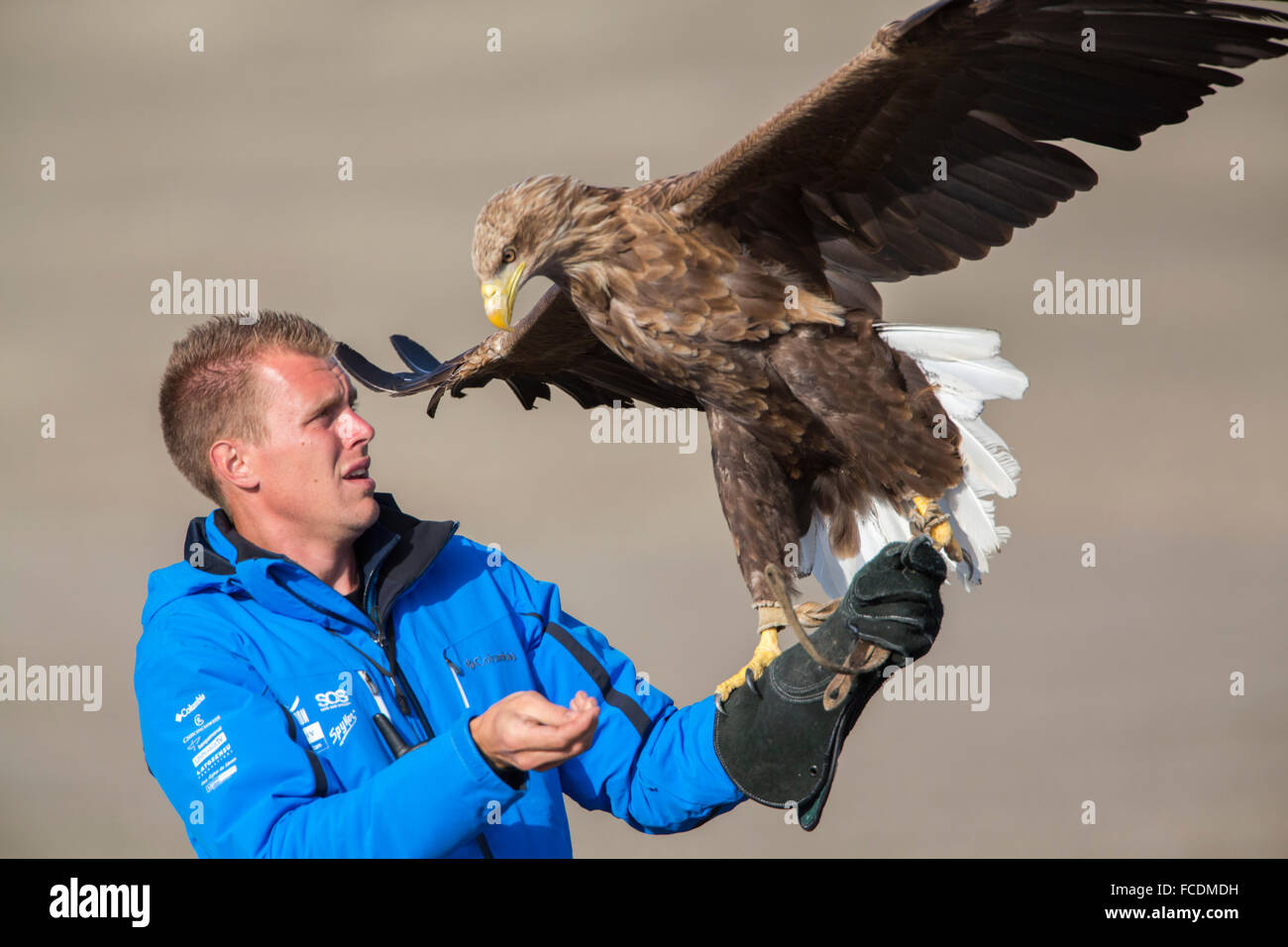 Paesi Bassi, Stellendam, Haringvlietdam, parte di Deltaworks. White-tailed eagles o European sea-eagle battenti. Cattività Foto Stock