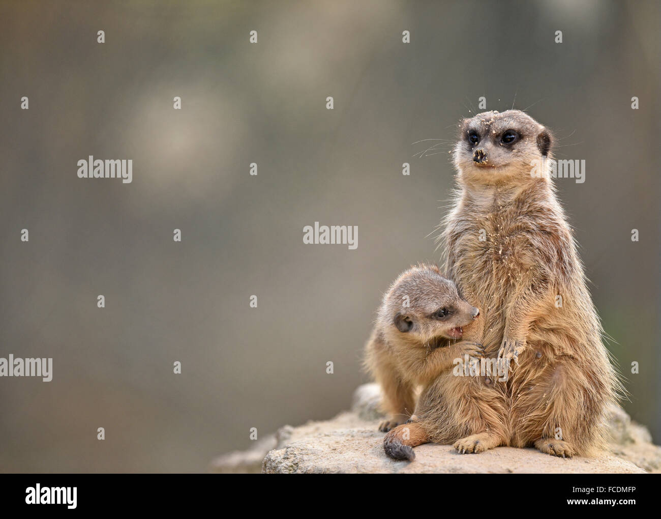 Meerkats (Suricata suricatta), i giovani alla ricerca del capezzolo femmina adulta, nativo di Africa, captive Foto Stock