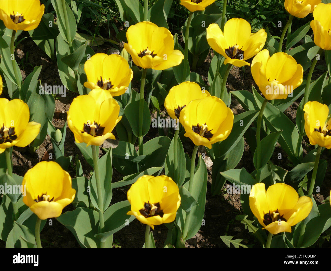 Tulipano giallo al giorno di primavera Foto Stock