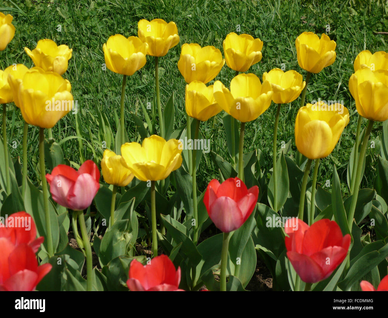 Rosso e giallo tulip al giorno di primavera Foto Stock