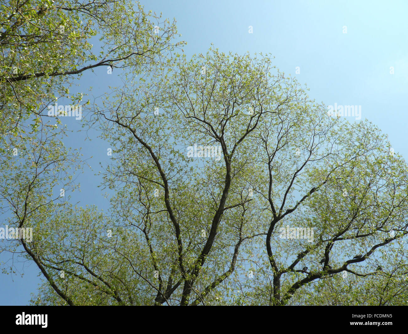 Giovani foglie su albero a giornata di primavera Foto Stock