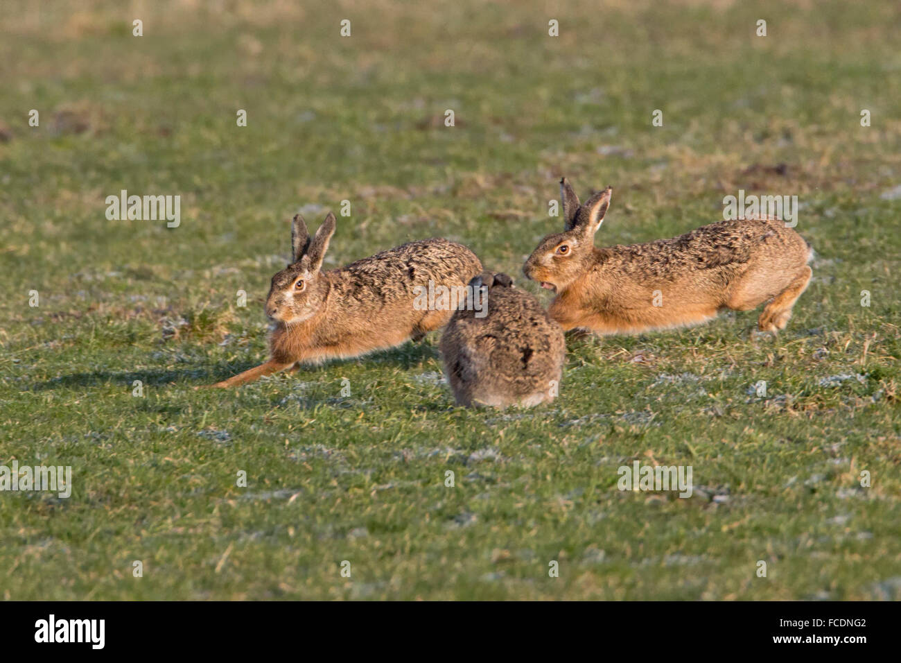 Paesi Bassi, Montfoort, Europeo brown lepre (Lepus europaeus). Accoppiamento stagione. La concorrenza tra i soggetti di sesso maschile. Foto Stock
