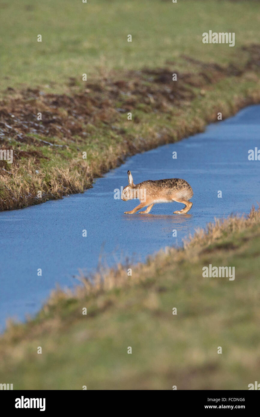 Paesi Bassi, Montfoort, Europeo marrone (lepre Lepus europaeus). Lepre fosso di attraversamento a piedi prudentemente su ghiaccio sottile Foto Stock