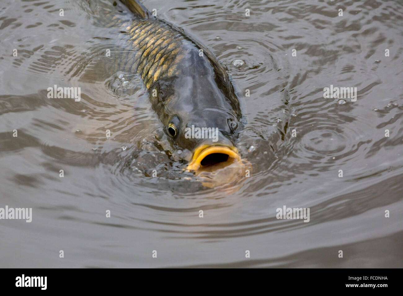 Paesi Bassi, Montfoort, carpa pesce Foto Stock