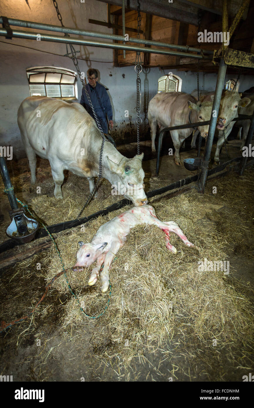 Paesi Bassi, Montfoort, mucca lecca vitello neonato Foto Stock