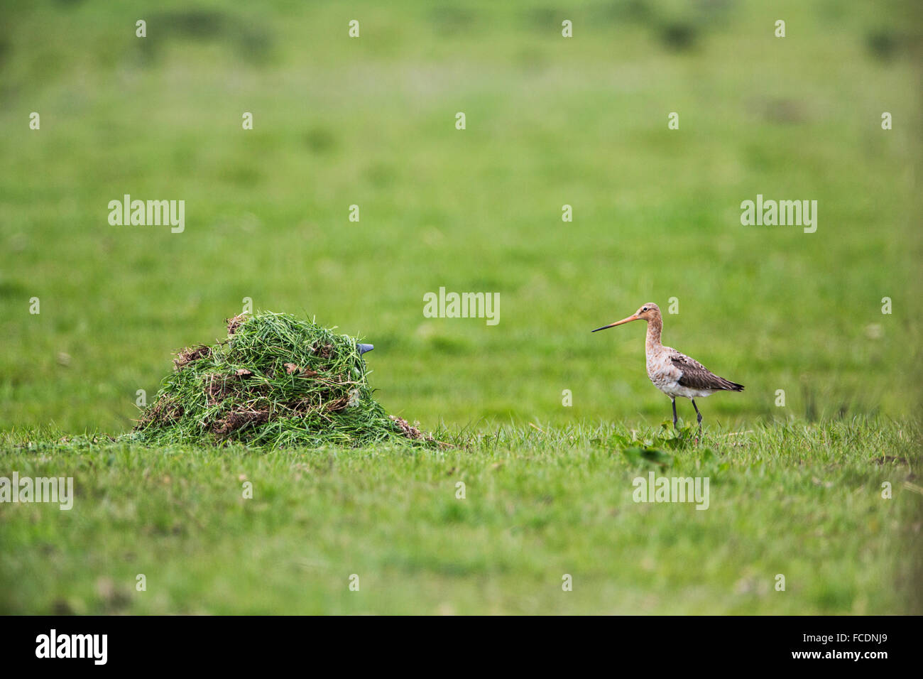 Paesi Bassi, Montfoort, Tailed godwit, femmina guardando la fotocamera Foto Stock