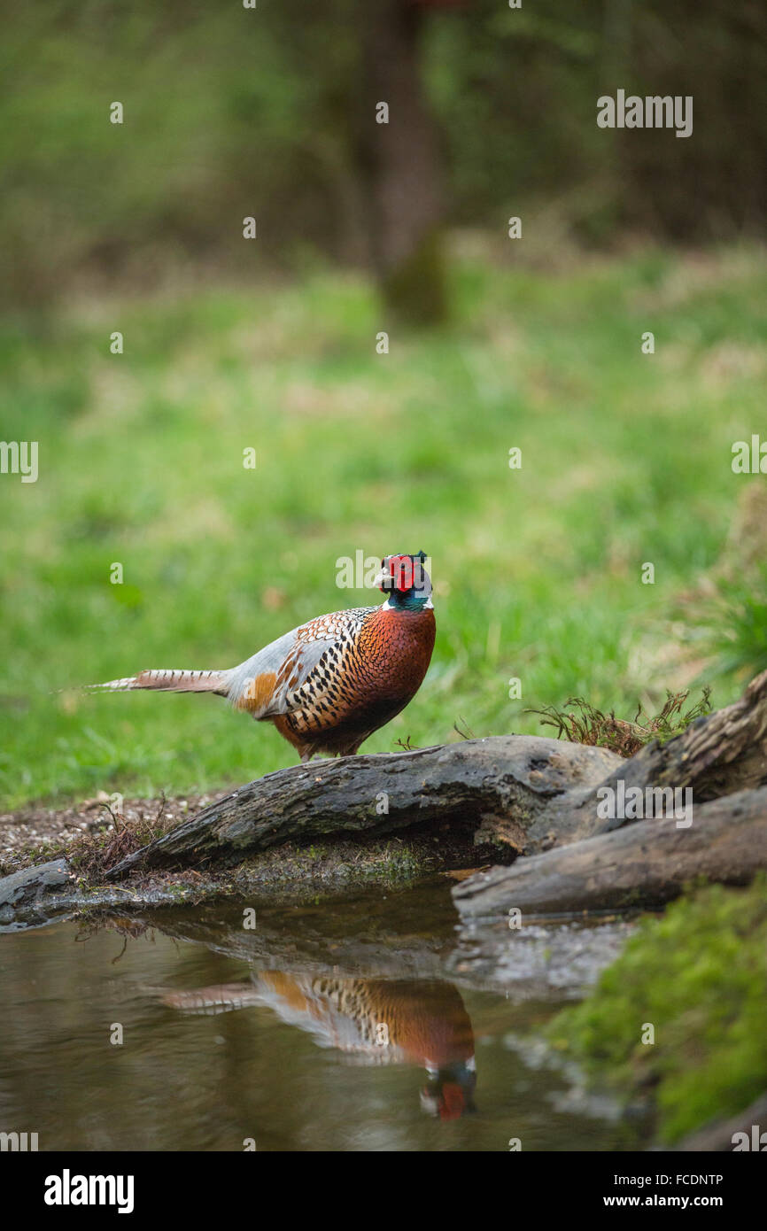Paesi Bassi, 's-Graveland, fagiano ( Phasianus colchicus ) Foto Stock