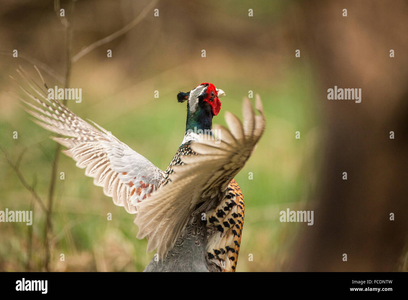 Paesi Bassi, 's-Graveland, fagiano ( Phasianus colchicus ) Foto Stock