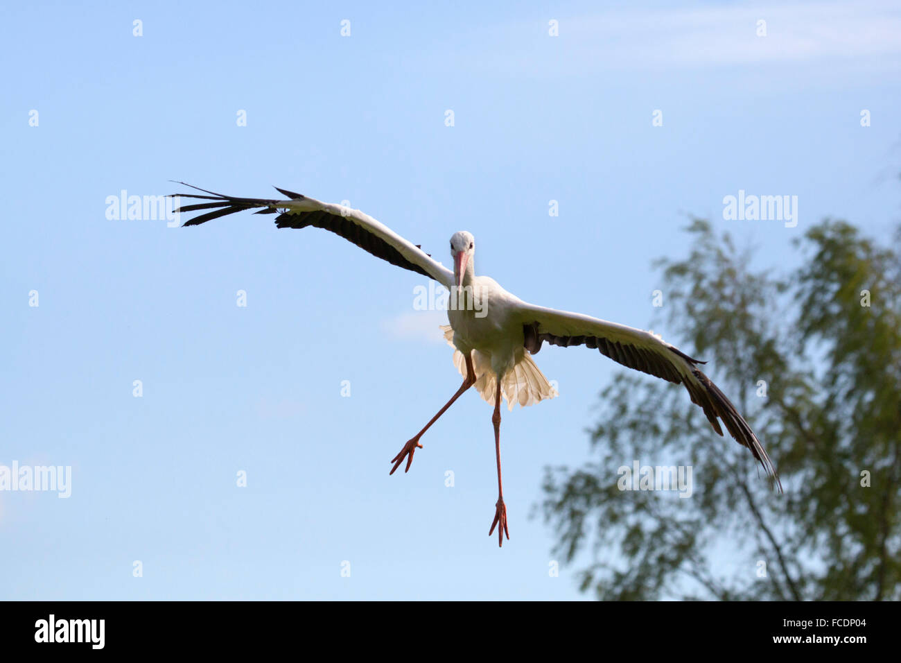 Paesi Bassi, Lopik, comune stork battenti Foto Stock